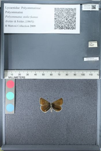 Media type: image;   Entomology 155238